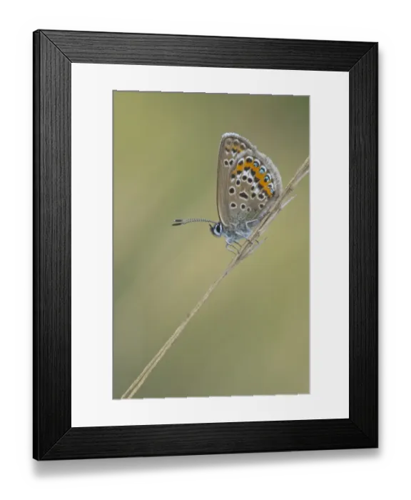 Framed Print : Silver-studded Blue (Plebejus argus) Framed Print : Silver-studded Blue (Plebejus argus)