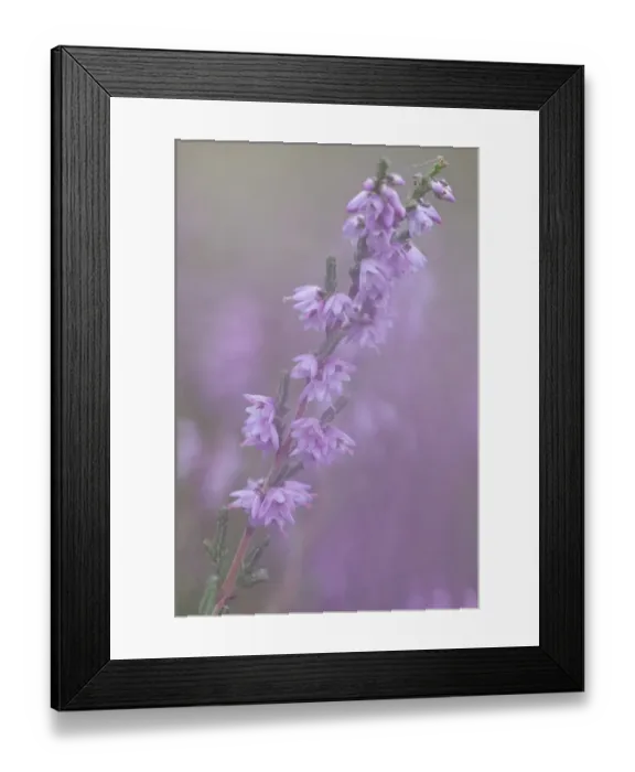Framed Print : Heather (Calluna vulgaris) Framed Print : Heather (Calluna vulgaris)
