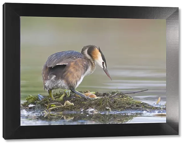 Great Crested Grebe (Podiceps cristatus) on nest