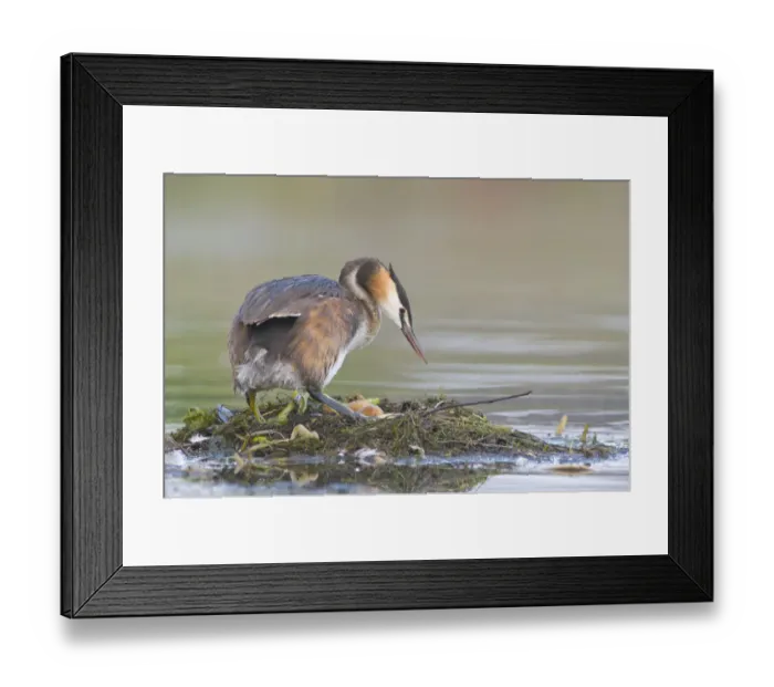 Framed Print : Great Crested Grebe (Podiceps cristatus) on nest Framed Print : Great Crested Grebe (Podiceps cristatus) on nest
