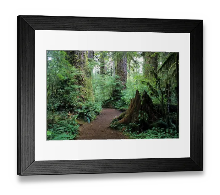 Framed Print : Quinault Rainforest, Washington, USA Framed Print : Quinault Rainforest, Washington, USA