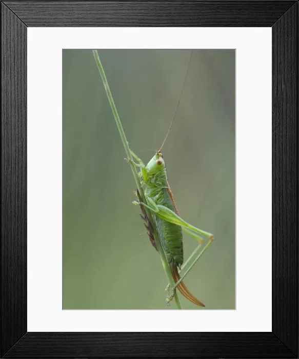 Framed Print : Long-winged conehead (Conocephalus fuscus) Framed Print : Long-winged conehead (Conocephalus fuscus)