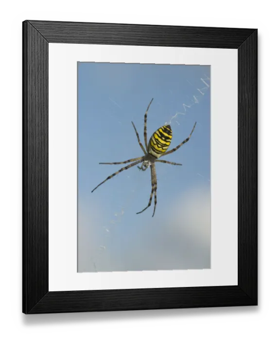Framed Print : Wasp spider (Argiope bruennichi) Framed Print : Wasp spider (Argiope bruennichi)