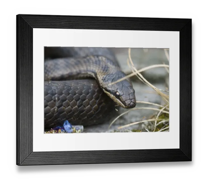 Framed Print : Smooth snake (Coronella austriaca) Framed Print : Smooth snake (Coronella austriaca)