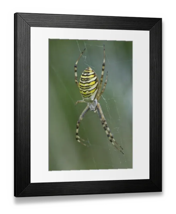Framed Print : Wasp spider (Argiope bruennichi) Framed Print : Wasp spider (Argiope bruennichi)