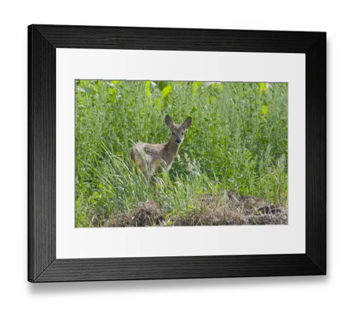 Framed Print : Roe Deer (Capreolus capreolus) fawn Framed Print : Roe Deer (Capreolus capreolus) fawn