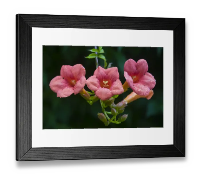 Framed Print : Trumpet vine (Campsis x tagliabuana Madame Galen ) Framed Print : Trumpet vine (Campsis x tagliabuana Madame Galen )