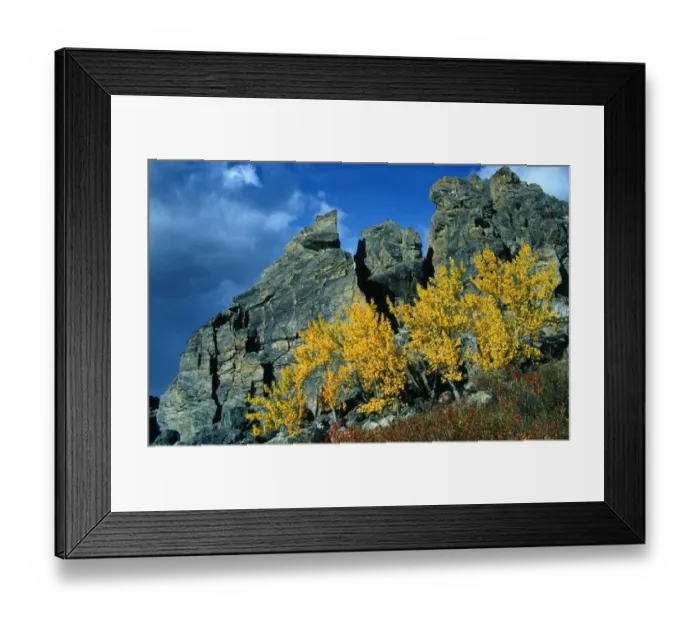 Framed Print : Aspen trees (Populus tremula) in Denali National Park, Alaska, USA Framed Print : Aspen trees (Populus tremula) in Denali National Park, Alaska, USA