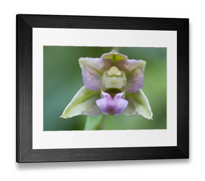 Framed Print : Broad-leaved Helleborine (Epipactis helleborine)