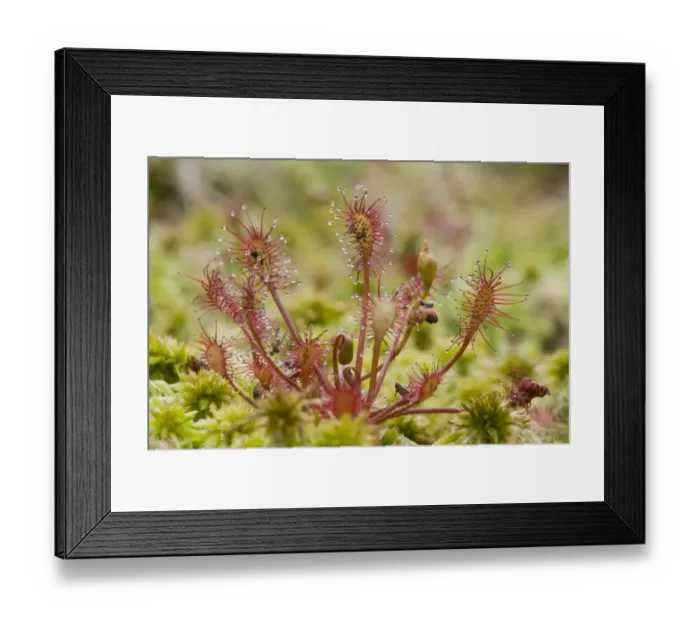 Framed Print : Oblong-leaved sundew or spoonleaf sundew (Drosera intermedia) Framed Print : Oblong-leaved sundew or spoonleaf sundew (Drosera intermedia)