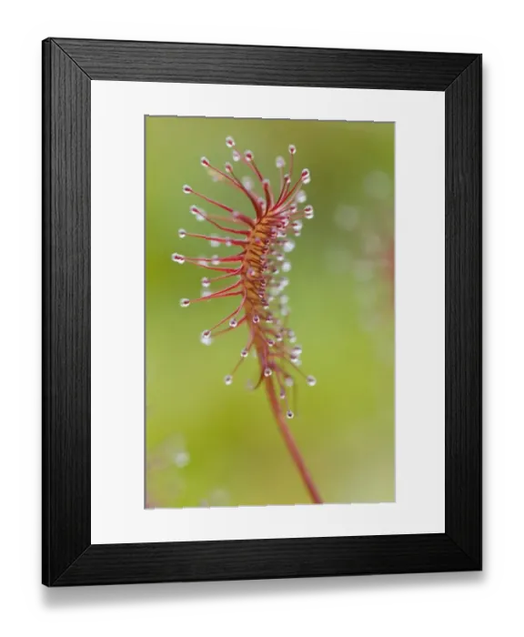Framed Print : Oblong-leaved sundew or spoonleaf sundew (Drosera intermedia)