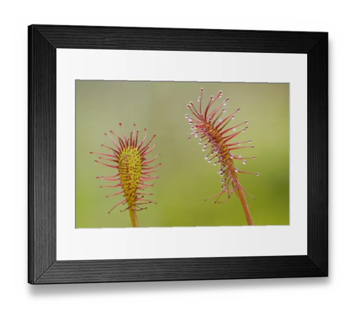 Framed Print : Oblong-leaved sundew or spoonleaf sundew (Drosera intermedia)