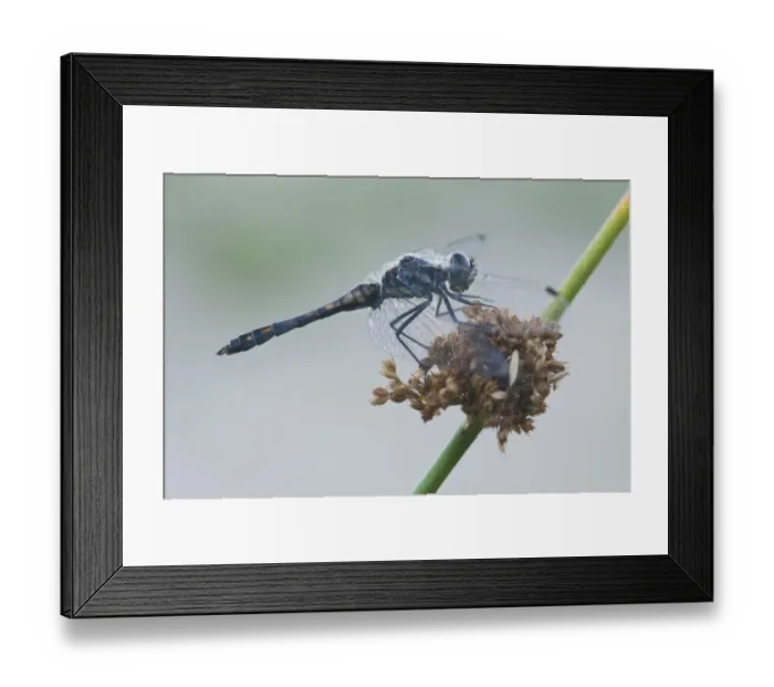 Framed Print : Black Darter (Sympetrum danae) male Framed Print : Black Darter (Sympetrum danae) male