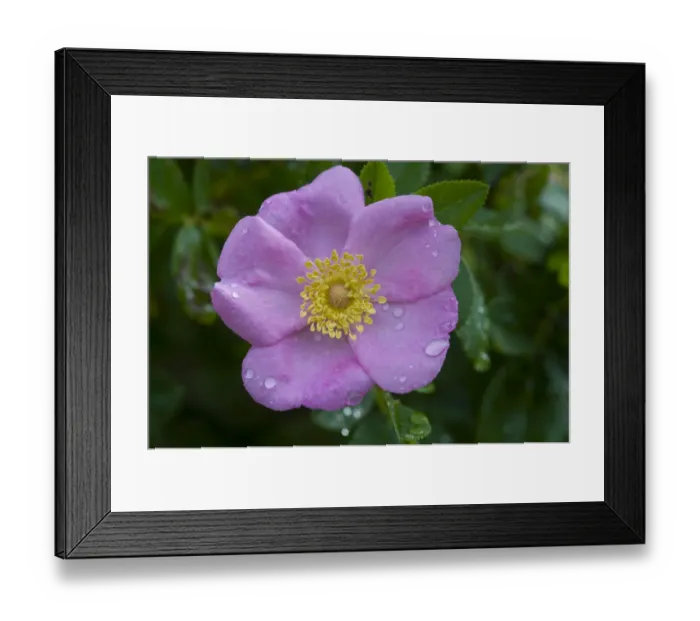 Framed Print : Dog rose (Rosa canina) Framed Print : Dog rose (Rosa canina)