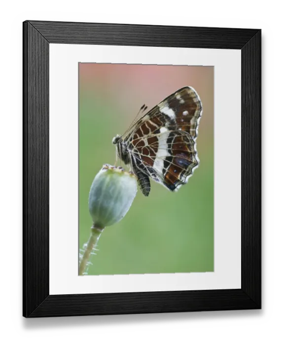 Framed Print : European Map (Araschnia levana), summer phase Framed Print : European Map (Araschnia levana), summer phase