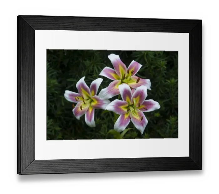 Framed Print : Lily (Lilium) Oriental hybrid Framed Print : Lily (Lilium) Oriental hybrid
