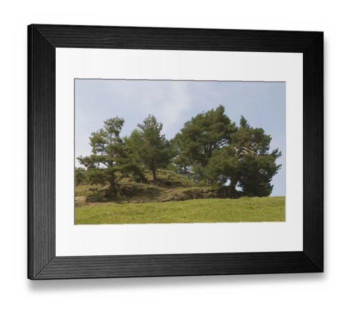 Framed Print : Pine grove (Pinus sylvestris) on the Seiser Alm mountain pasture, Dolomites, South Tyrol, Italy, Europe Framed Print : Pine grove (Pinus sylvestris) on the Seiser Alm mountain pasture, Dolomites, South Tyrol, Italy, Europe