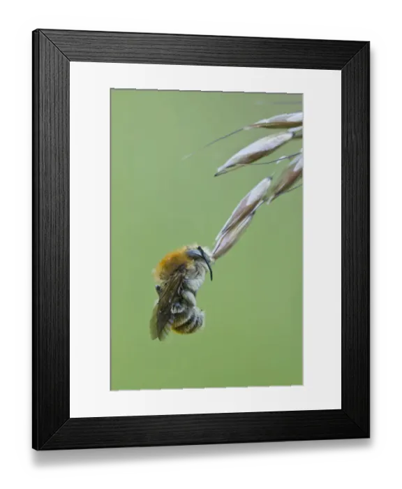 Framed Print : Common carder bee (Megabombus pascuorum) Framed Print : Common carder bee (Megabombus pascuorum)