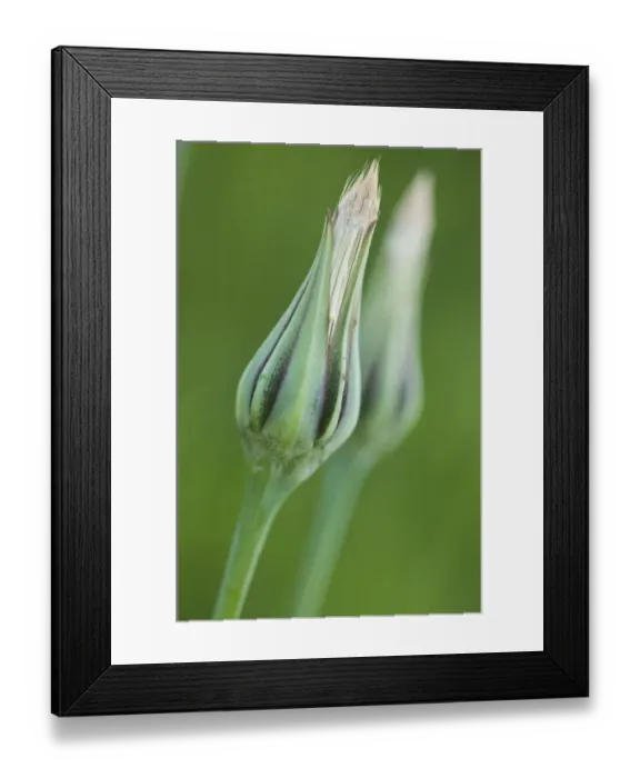 Framed Print : Meadow salsify (Tragopogon orientalis)