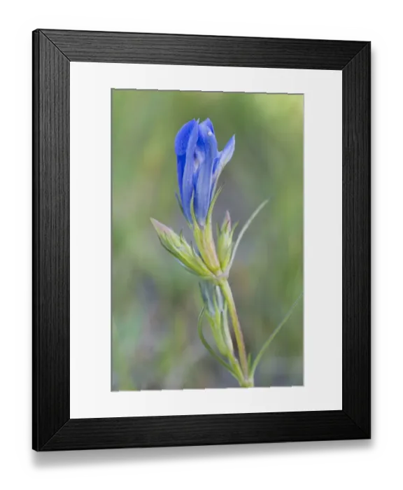 Framed Print : Marsh Gentian (Gentiana pneumonanthe) Framed Print : Marsh Gentian (Gentiana pneumonanthe)