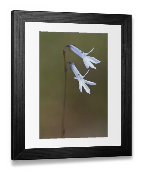Framed Print : Water Lobelia (Lobelia dortmanna) Framed Print : Water Lobelia (Lobelia dortmanna)