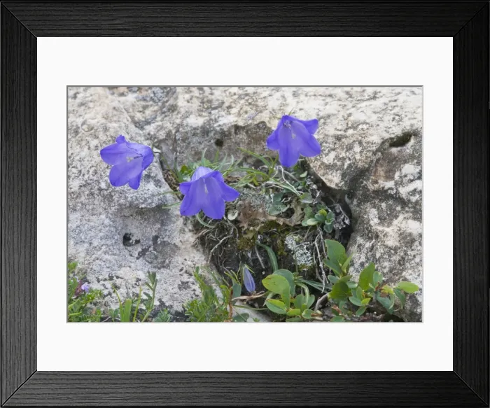 Framed Print : Scheuchzers Bellflower (Campanula scheuchzeri)