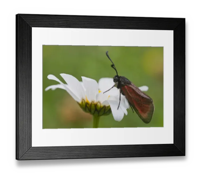 Framed Print : Purple Burnet moth (Mesembrynus purpuralis) Framed Print : Purple Burnet moth (Mesembrynus purpuralis)