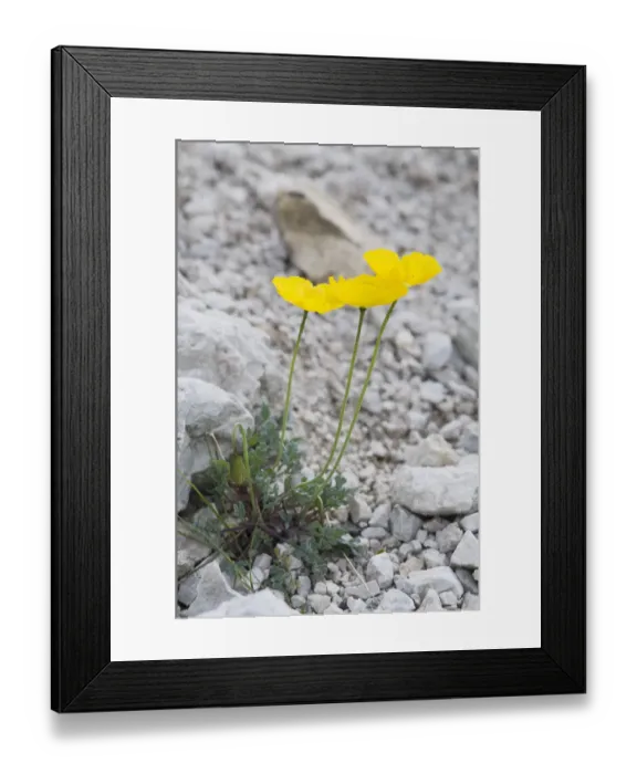 Framed Print : Alpine Poppy (Papaver rhaeticum) Framed Print : Alpine Poppy (Papaver rhaeticum)