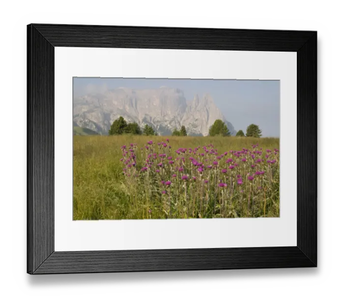 Framed Print : Melancholy Thistle (Cirsium helenioides) in front of Schlern Mountain, Seiser Alm, Dolomites, Alto Adige, Italy, Europe Framed Print : Melancholy Thistle (Cirsium helenioides) in front of Schlern Mountain, Seiser Alm, Dolomites, Alto Adige, Italy, Europe