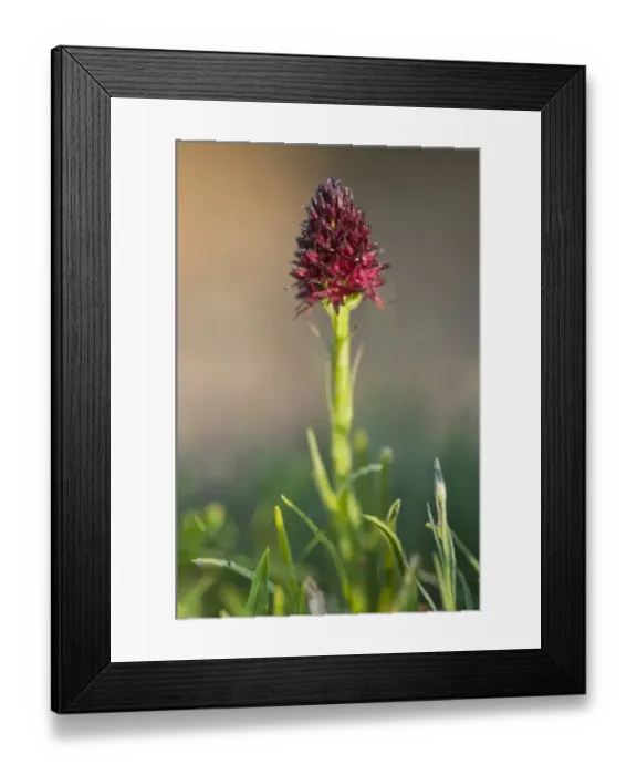 Framed Print : Black Vanilla Orchid (Nigritella nigra)