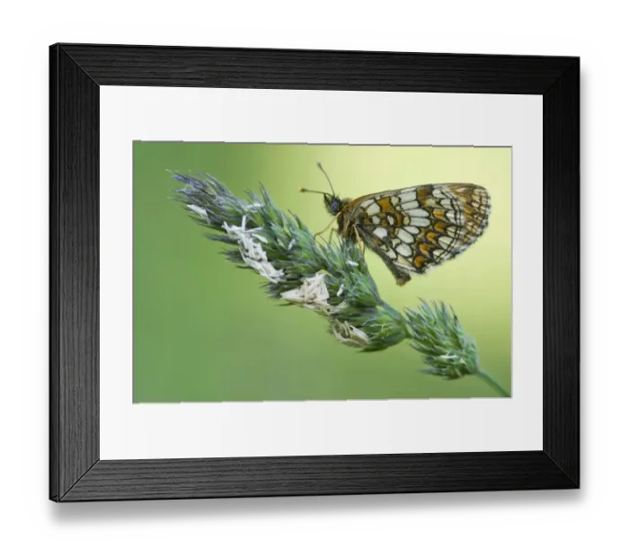 Framed Print : Nickerls Fritillary (Melitaea aurelia)
