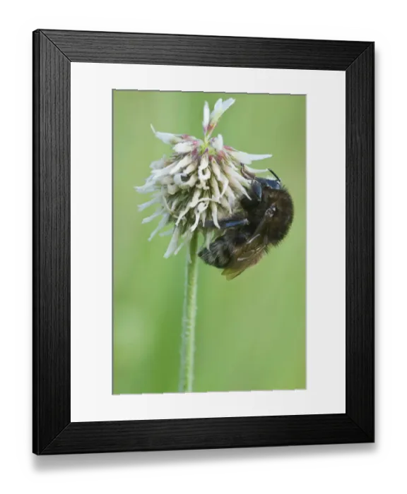 Framed Print : Bumblebee (Bombus) on white clover Framed Print : Bumblebee (Bombus) on white clover