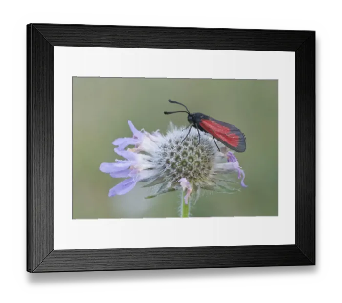 Framed Print : Purple Burnet moth (Mesembrynus purpuralis) Framed Print : Purple Burnet moth (Mesembrynus purpuralis)