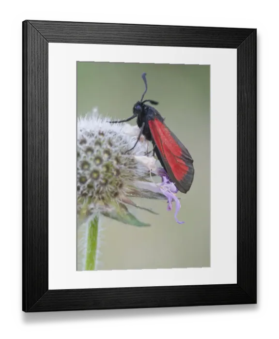 Framed Print : Purple Burnet moth (Mesembrynus purpuralis) Framed Print : Purple Burnet moth (Mesembrynus purpuralis)