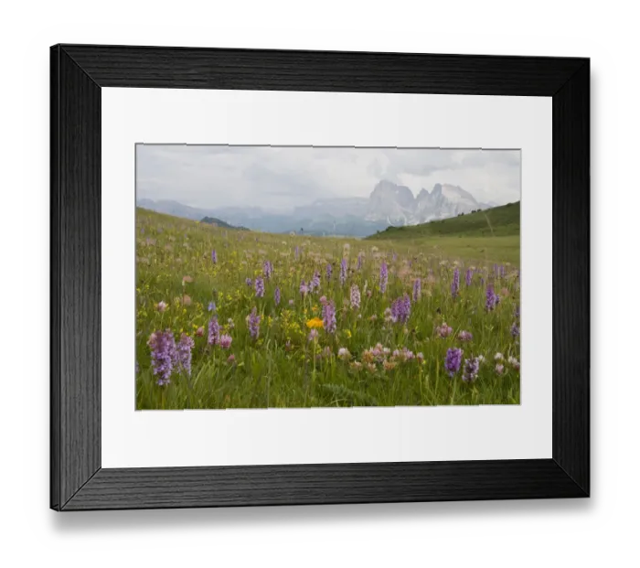Framed Print : Fragrant Orchid (Gymnadenia conopsea) in front of Plattkofel and Langkofel Mountains, Seiser Alm, Dolomites, Alto Adige, Italy, Europe Framed Print : Fragrant Orchid (Gymnadenia conopsea) in front of Plattkofel and Langkofel Mountains, Seiser Alm, Dolomites, Alto Adige, Italy, Europe