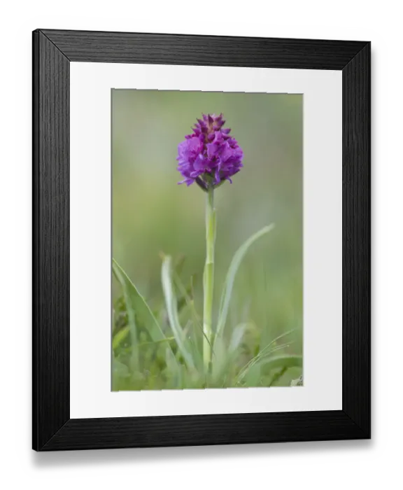Framed Print : Red Vanilla Orchid (Nigritella rubra) Framed Print : Red Vanilla Orchid (Nigritella rubra)