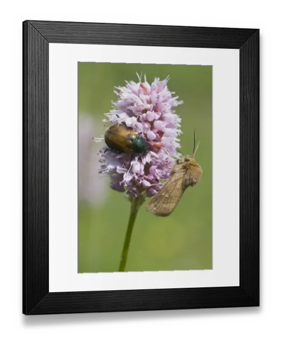 Framed Print : Garden Chafer (Phyllopertha horticola) and a spinner moth on Fleece Flower (Polygonum affine) Framed Print : Garden Chafer (Phyllopertha horticola) and a spinner moth on Fleece Flower (Polygonum affine)