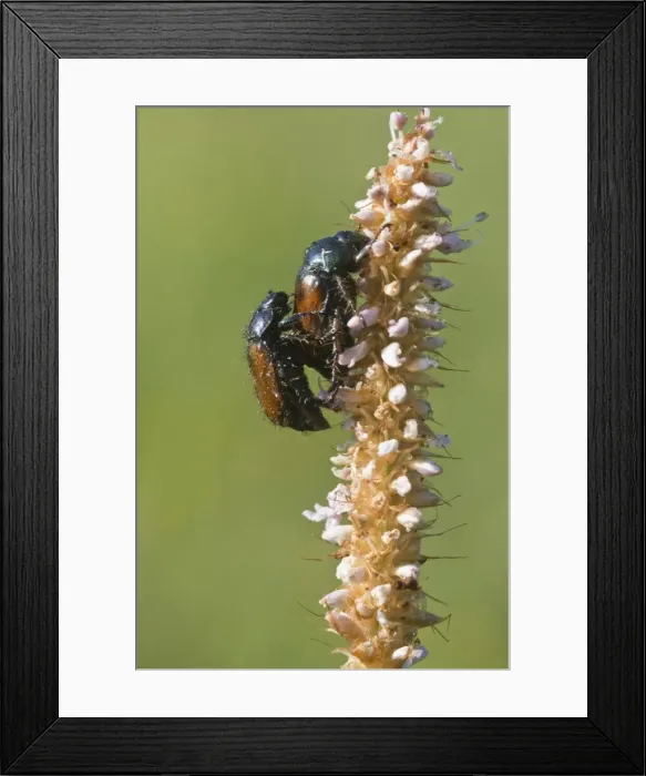 Framed Print : Garden Chafer (Phyllopertha horticola)