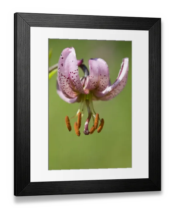 Framed Print : Martagon or Turks Cap Lily (Lilium martagon) Framed Print : Martagon or Turks Cap Lily (Lilium martagon)