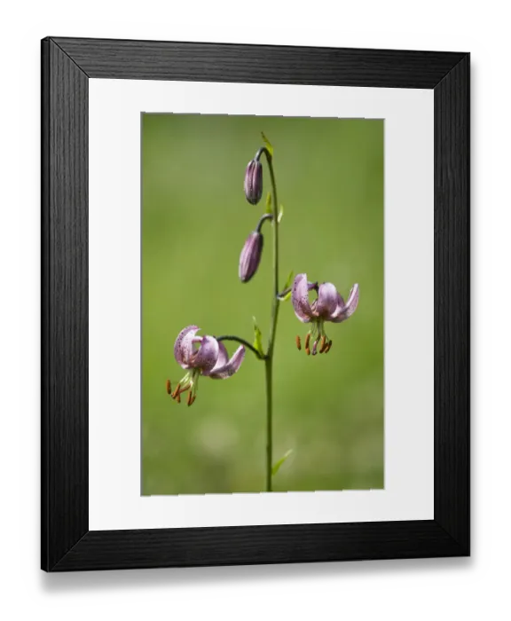 Framed Print : Martagon or Turks Cap Lily (Lilium martagon) Framed Print : Martagon or Turks Cap Lily (Lilium martagon)