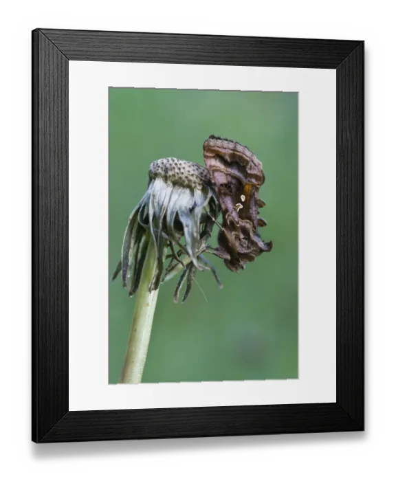 Framed Print : Silver Y moth (Autographa gamma) Framed Print : Silver Y moth (Autographa gamma)