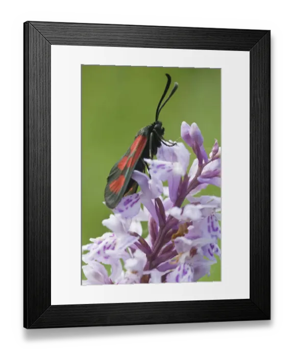 Framed Print : Slender Scotch Burnet moth (Zygaena loti or Lictoria Lotis), Seiser Alm, Dolomites, Alto Adige, Italy, Europe Framed Print : Slender Scotch Burnet moth (Zygaena loti or Lictoria Lotis), Seiser Alm, Dolomites, Alto Adige, Italy, Europe