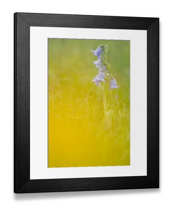 Framed Print : Sweet William (Dianthus barbatus), Seiser Alm, Dolomites, Alto Adige, Italy, Europe