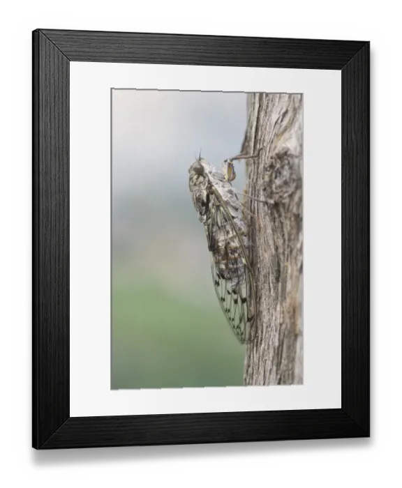 Framed Print : Cicada (Auchenorrhyncha), Italy Framed Print : Cicada (Auchenorrhyncha), Italy