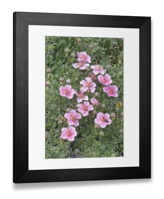Framed Print : Dolomite Cinquefoil (Potentilla nitida) Framed Print : Dolomite Cinquefoil (Potentilla nitida)