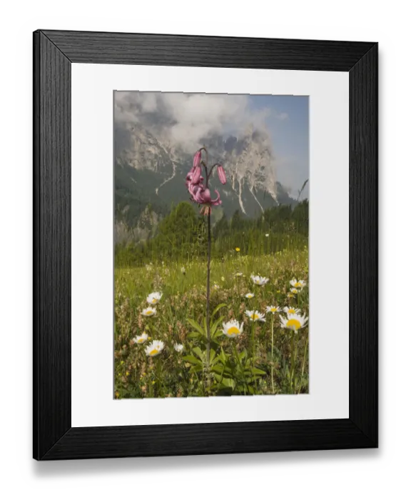 Framed Print : Martagon or Turks Cap Lily (Lilium martagon) in front of Schlern Mountain, Seiser Alm, Dolomites, Alto Adige, Italy, Europe