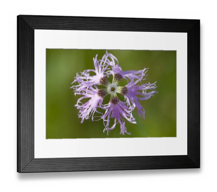 Framed Print : Montpellier Carnation or Fringed Pink (Dianthus monspessulanus) Framed Print : Montpellier Carnation or Fringed Pink (Dianthus monspessulanus)