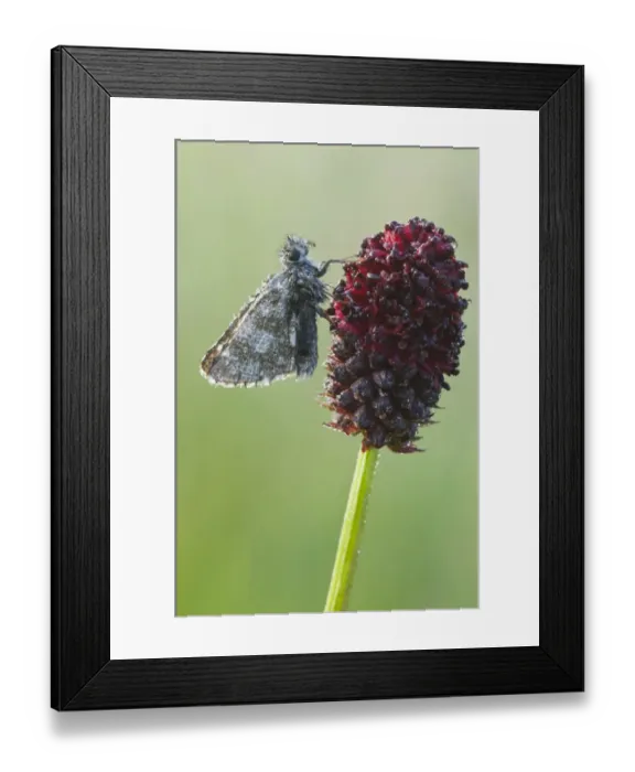Framed Print : Safflower Skipper (Pyrgus fritillaries) Framed Print : Safflower Skipper (Pyrgus fritillaries)