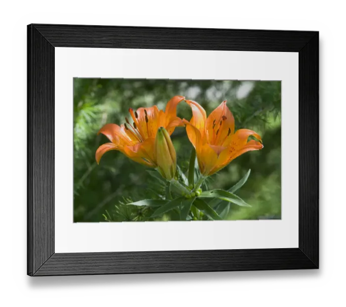 Framed Print : Orange Lily or Fire Lily (Lilium bulbiferum) Framed Print : Orange Lily or Fire Lily (Lilium bulbiferum)