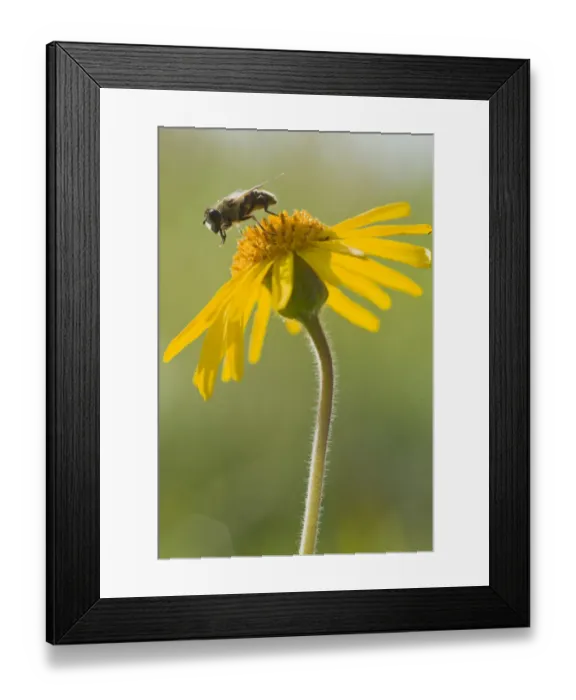 Framed Print : Hoverfly on Wolfs bane, Mountain arnica (Arnica montana) Framed Print : Hoverfly on Wolfs bane, Mountain arnica (Arnica montana)